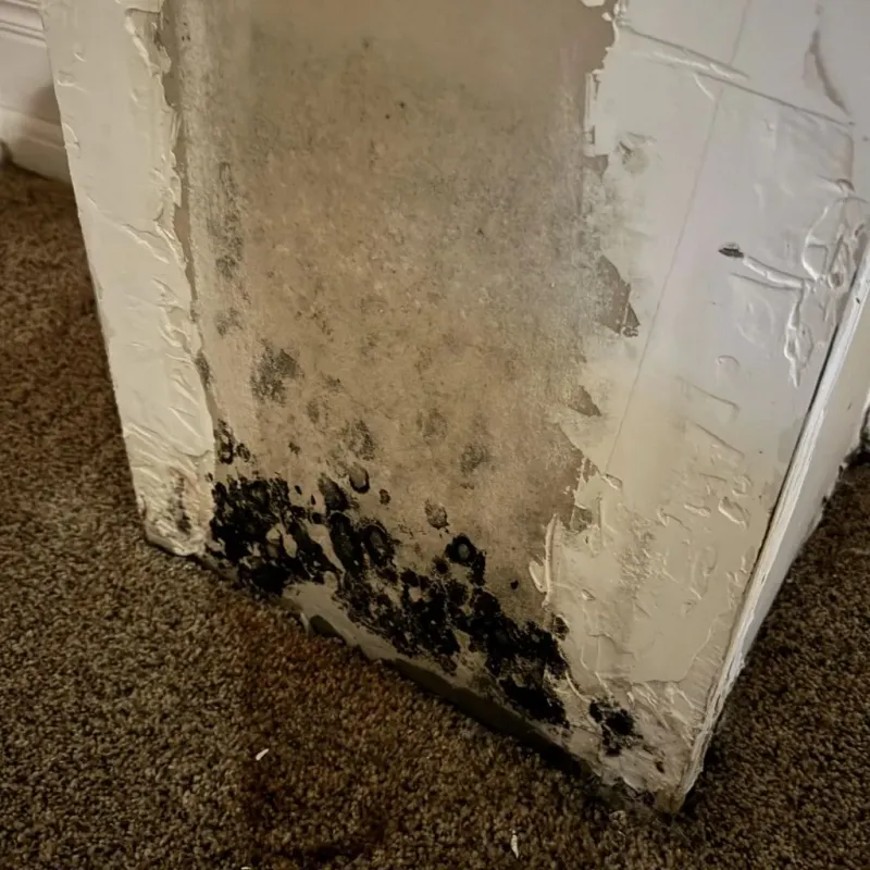 Professional Mold Removal in Pawnee, OK